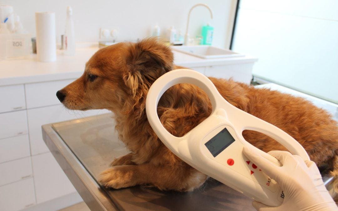 Here’s Where You Can Get Your Pet’s Microchip Registered for Free