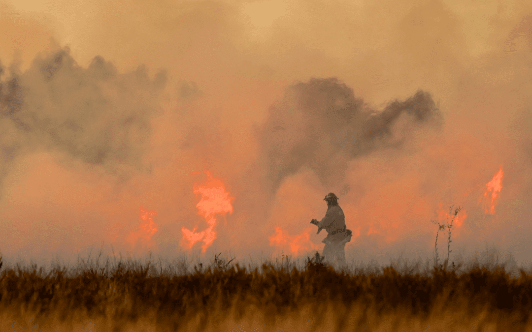 forestry and fire
