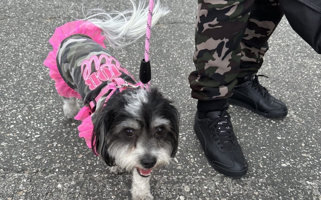 Michelson Found Animals’ Better Neighbor Project Honors and Serves Veterans and Their Pets