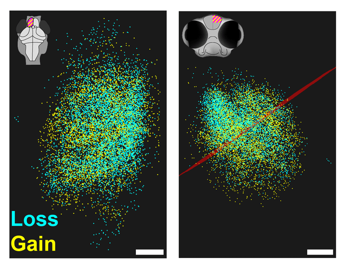USC Team Shows How Memories are Stored in the Brain, with Potential Impact on Conditions Like PTSD