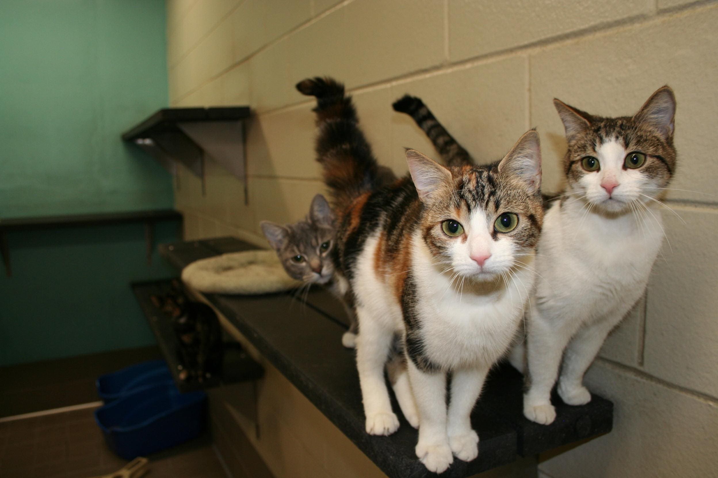 New Medical Breakthrough: A Nonsurgical Sterilant for Pets
